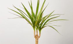 Dracaena Marginata Care and Growing Guide with Ultimate Tips