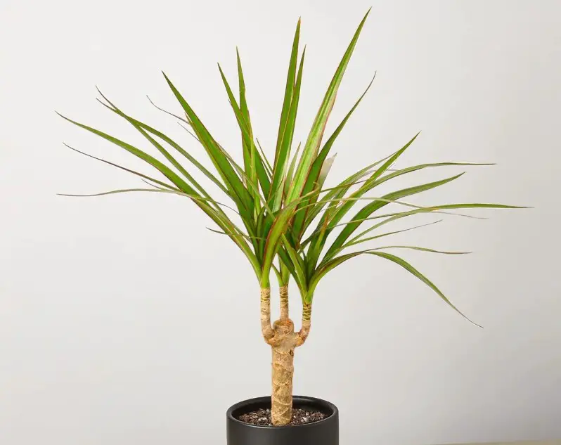 Dracaena Marginata