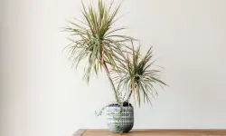 Dracaena Plant Care and Growing Guide (Most Detailed)