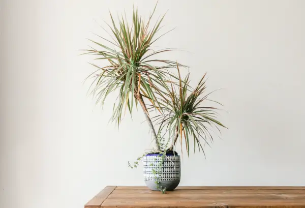 Dracaena Plant