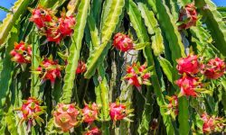 Dragon Fruit Cactus Care and Growing Guide (Most Detailed)