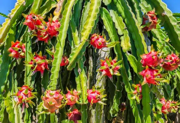 Dragon Fruit Cactus