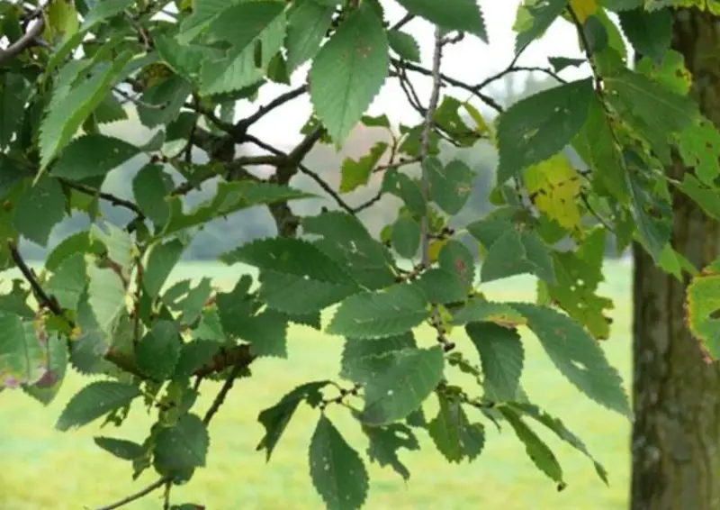 Elm Trees Leaves