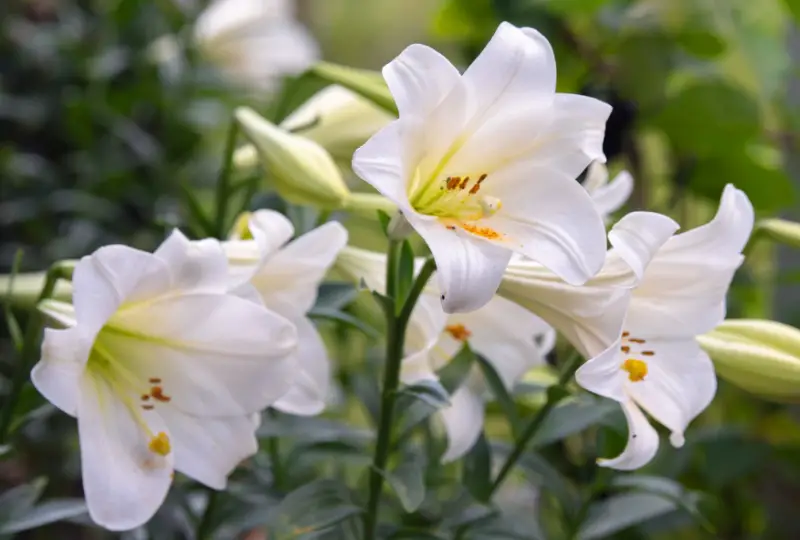 Types of White Flowers