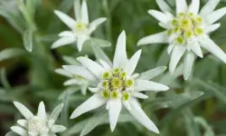 Edelweiss Flower Care and Growing Guide with Ultimate Tips