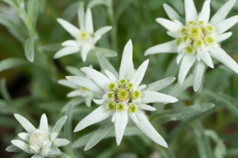 Edelweiss Flower