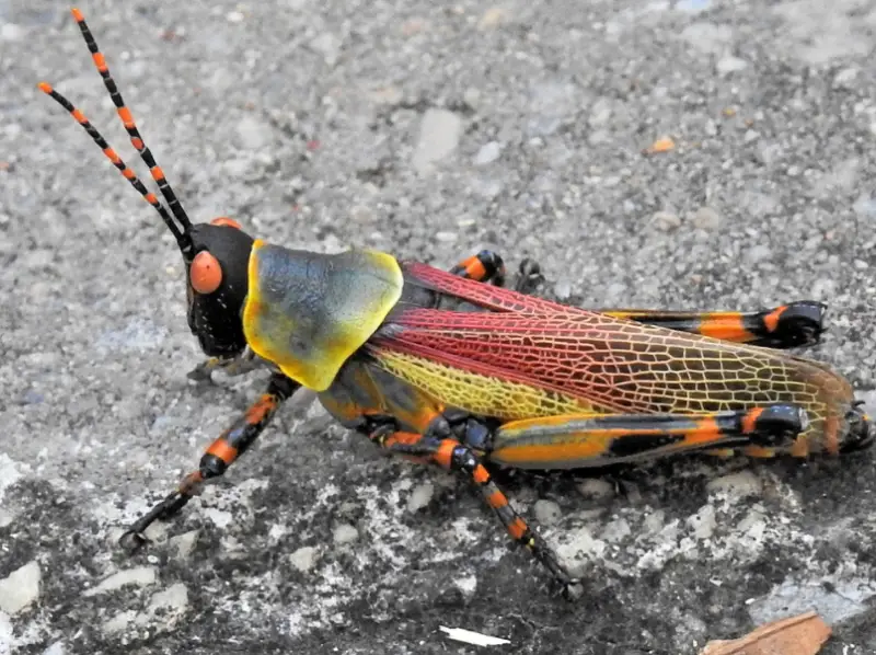 Grasshopper Species in Florida