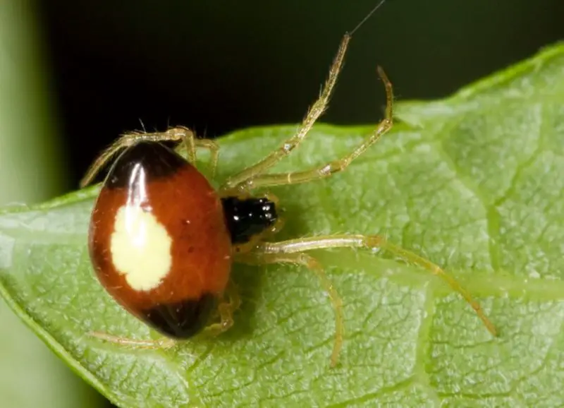 Tiny Red Spiders