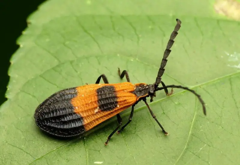 Red and Black Bugs