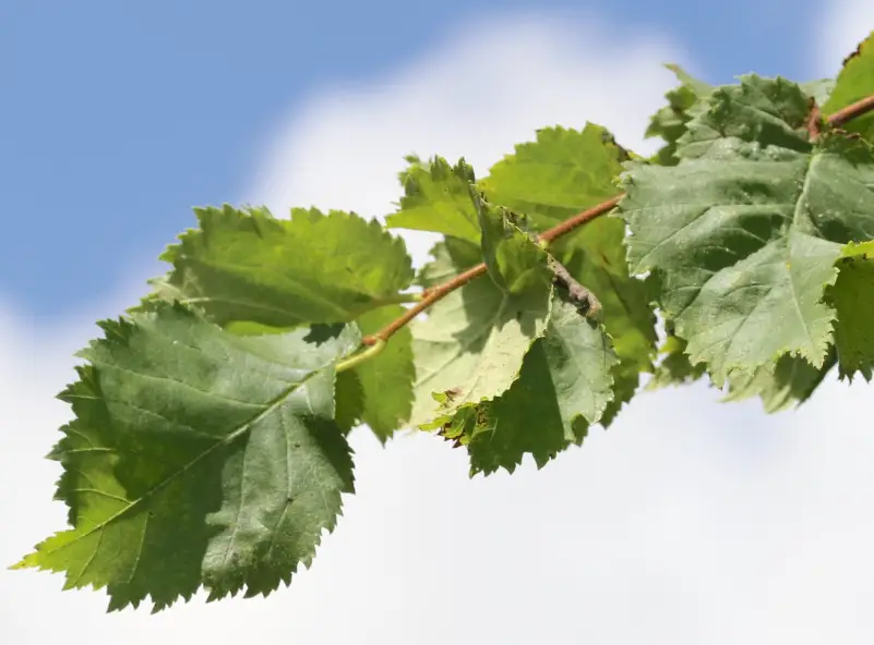 Elm Trees Leaves