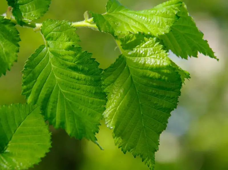 Types of Elm Trees