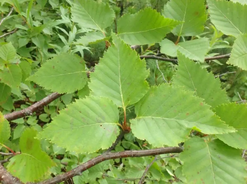 Types of Birch Trees