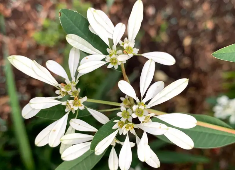 Types of White Flowers