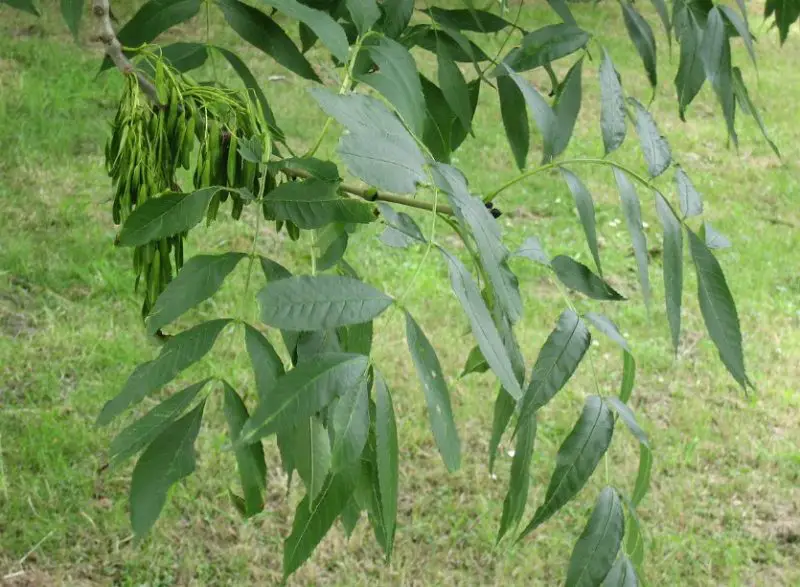 Ash Tree Leaves