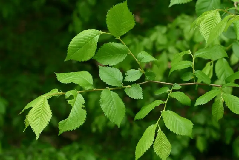 Types of Elm Trees