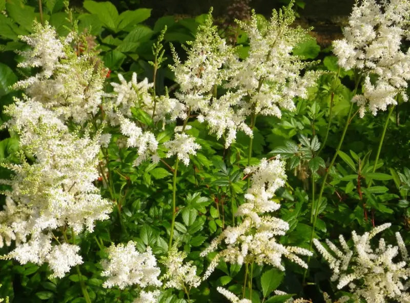 Types of White Flowers