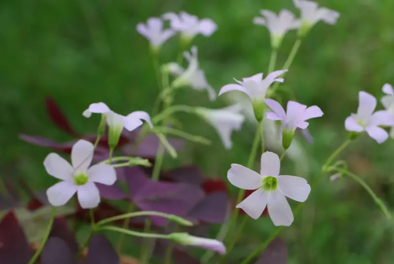 Types of White Flowers