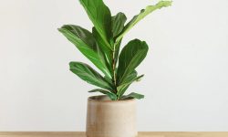 Ficus Lyrata Care and Growing Guide (Most Detailed)