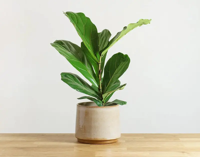 Ficus Lyrata