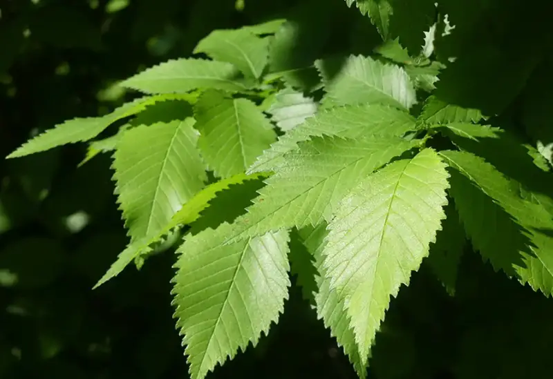 Elm Trees Leaves