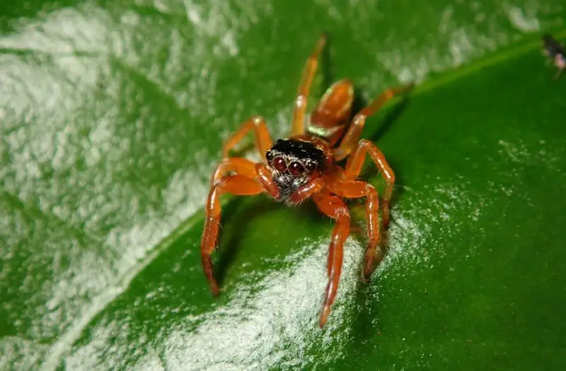 Tiny Red Spiders