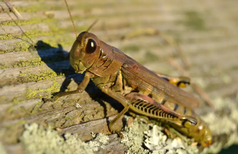 Grasshopper Species in Florida