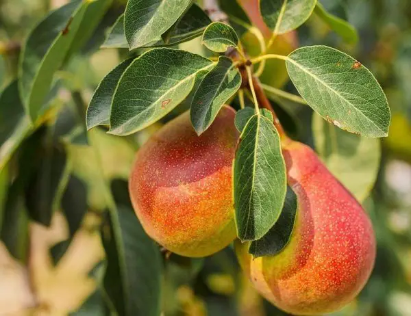 Types of Pear Trees