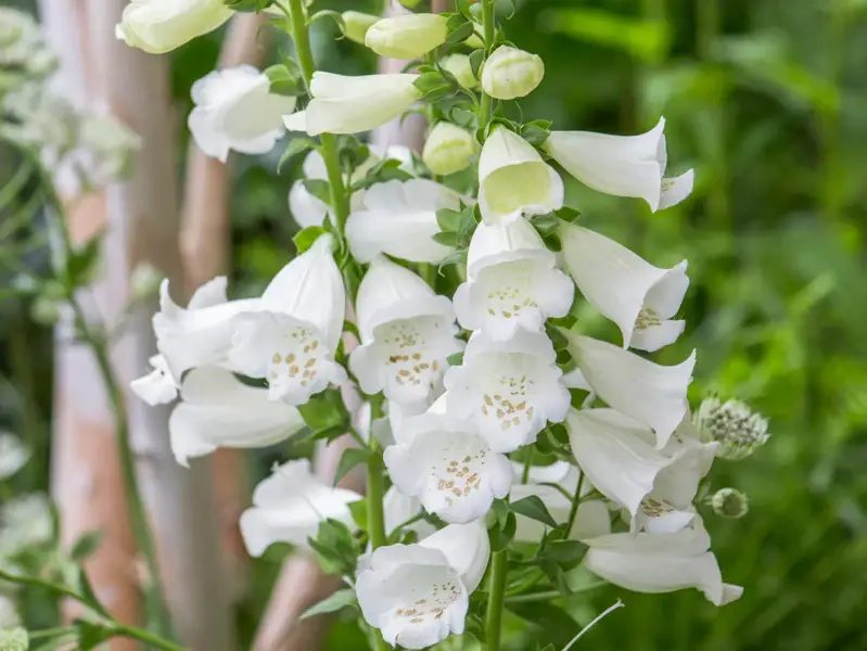 Types of White Flowers