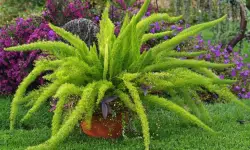 Foxtail Fern Care and Growing Guide with Top Tips