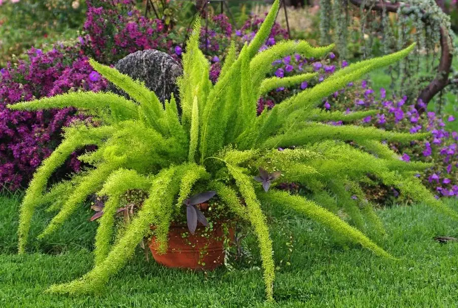 Foxtail Fern Care and Growing Guide with Top Tips