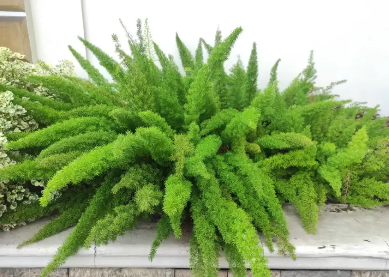 Foxtail Fern Care and Growing Guide with Top Tips