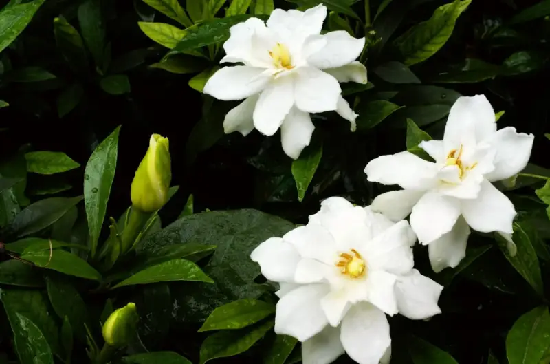 Types of White Flowers