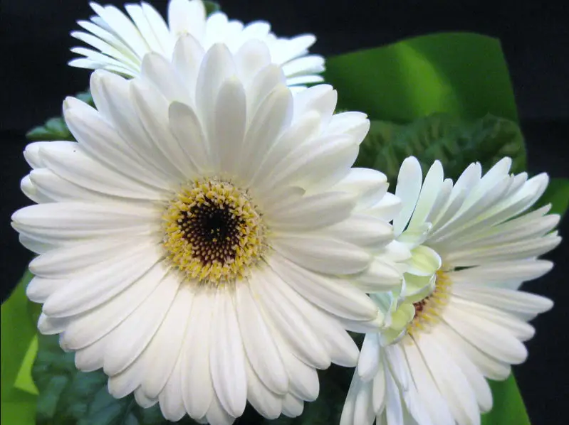 Types of White Flowers