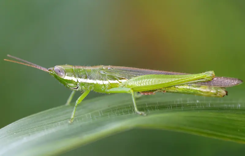 Grasshopper Species in Florida