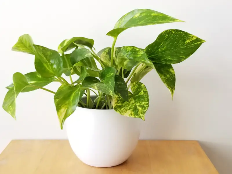 Golden Pothos