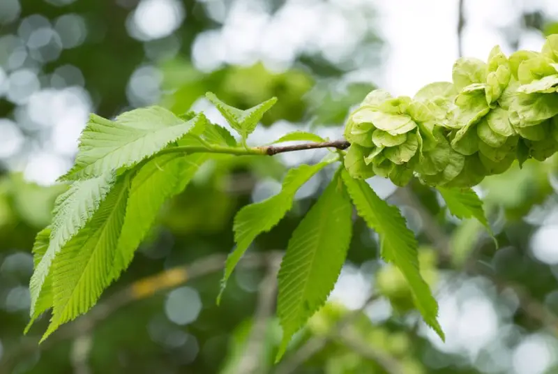 Elm Trees Leaves