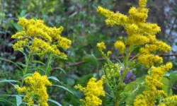 Goldenrod Plant Care and Growing Guide (Most Detailed)