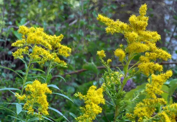 Goldenrod Plant