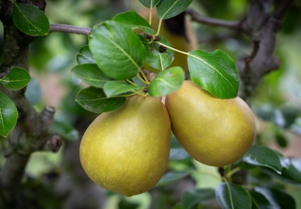 Types of Pear Trees