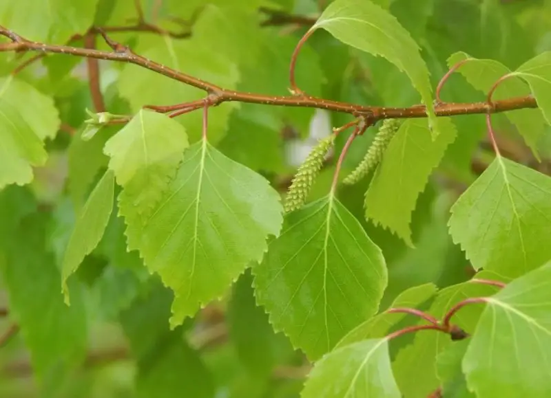 Types of Birch Trees