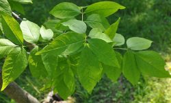 22 Types of Ash Trees (Leaves Identification with Pictures)