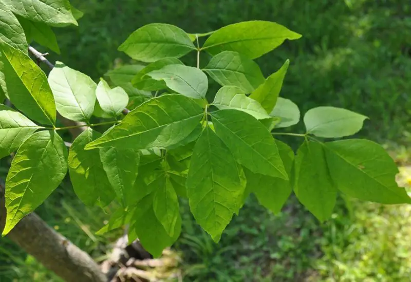 Ash Tree Leaves