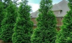 Green Giant Arborvitae Care and Growing Guide (Most Detailed)