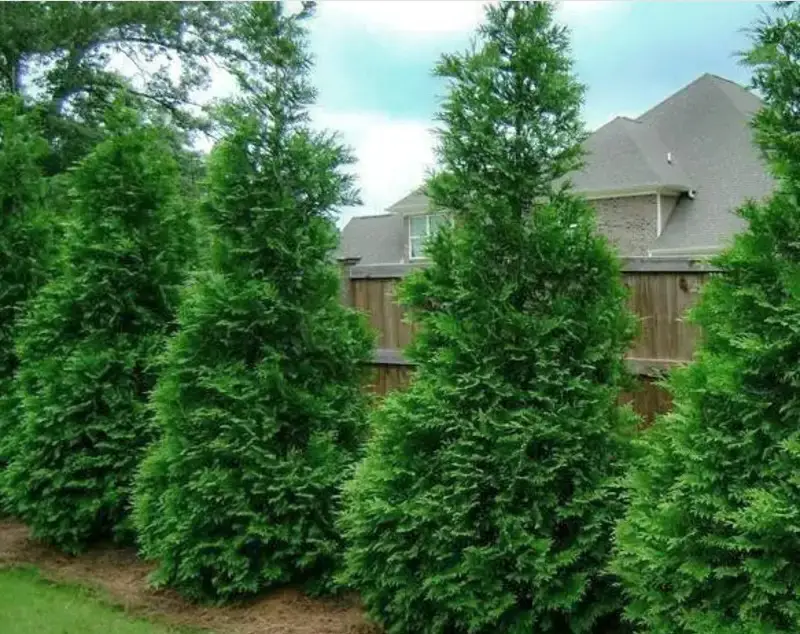 Green Giant Arborvitae