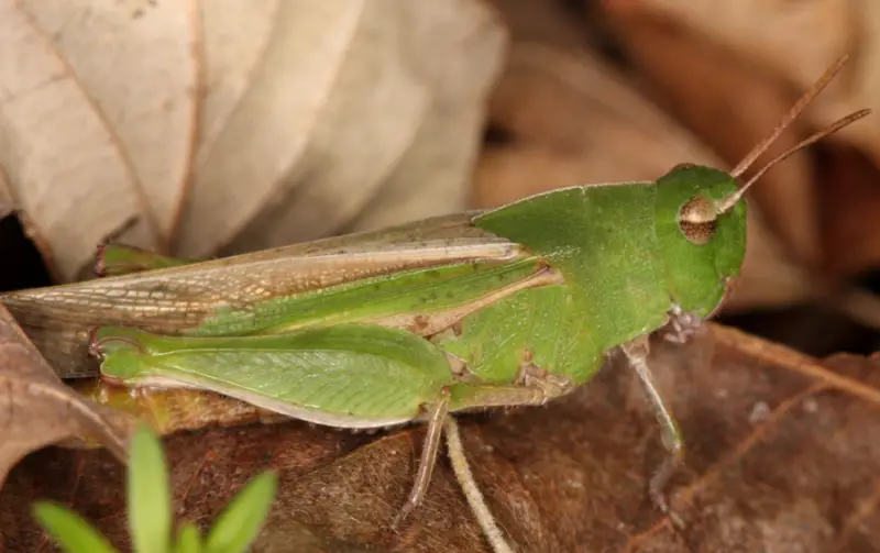 Grasshopper Species in Florida