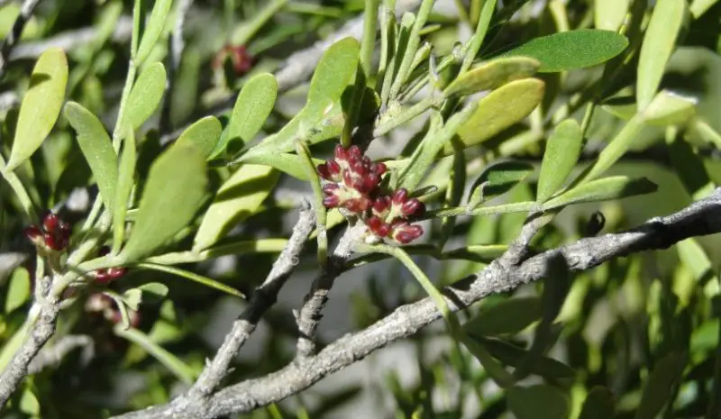 Ash Tree Leaves