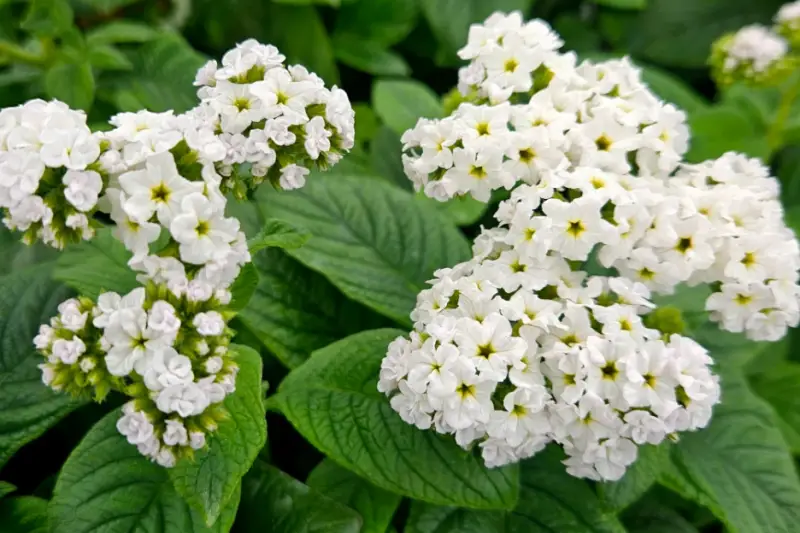 Types of White Flowers