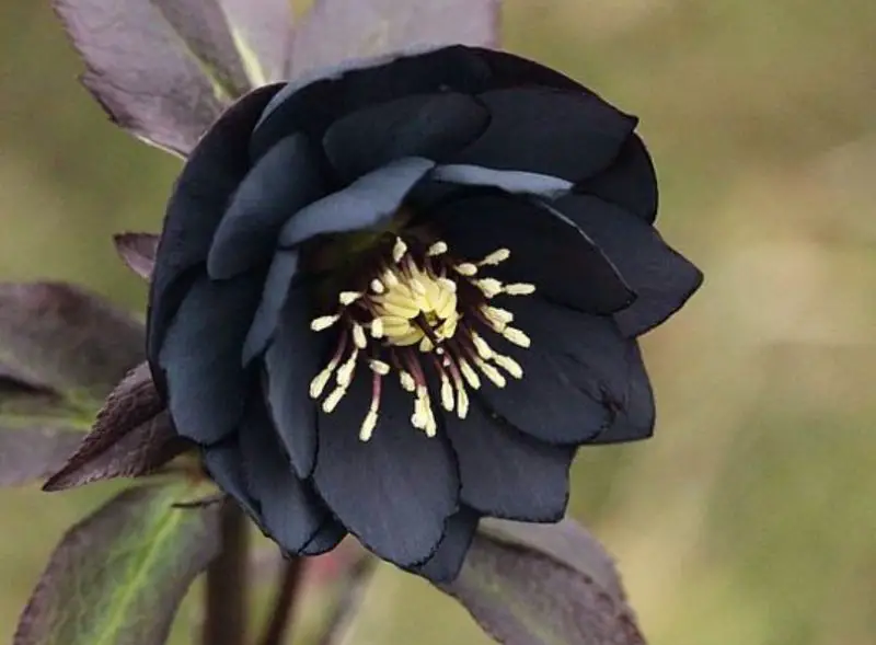 black flower