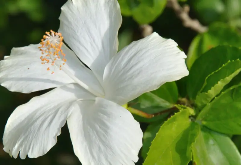 Types of White Flowers