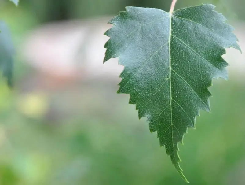 Birch Tree Leaves